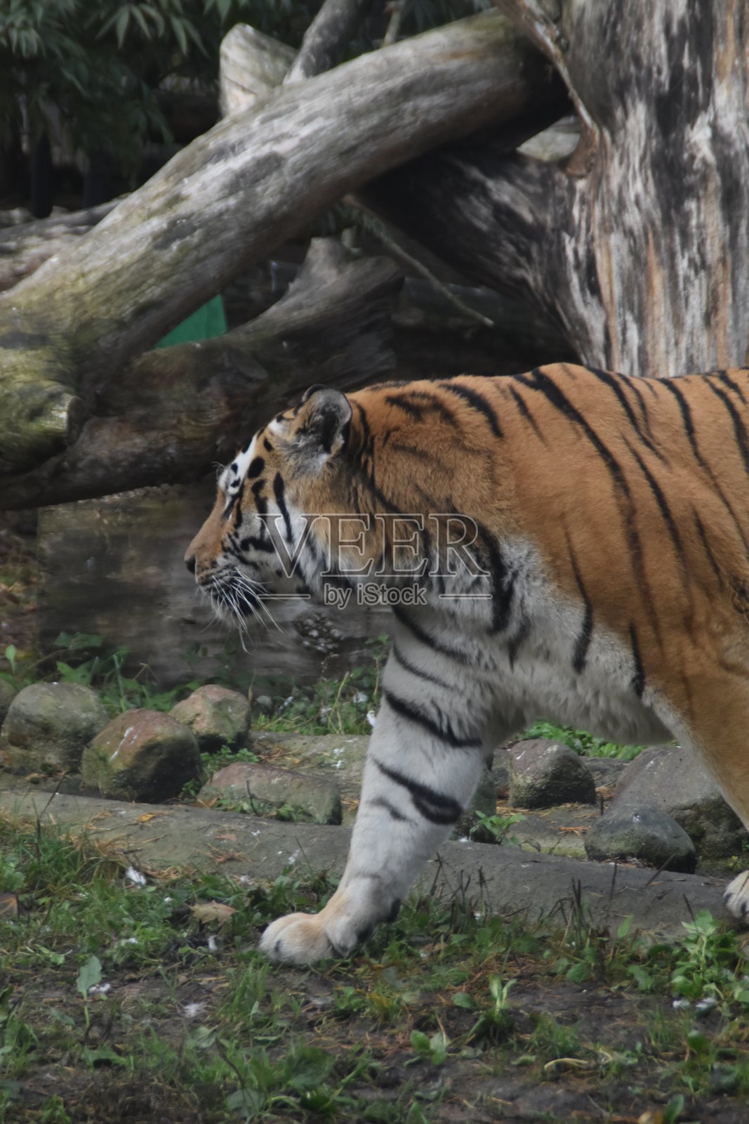 动物园里的老虎照片摄影图片