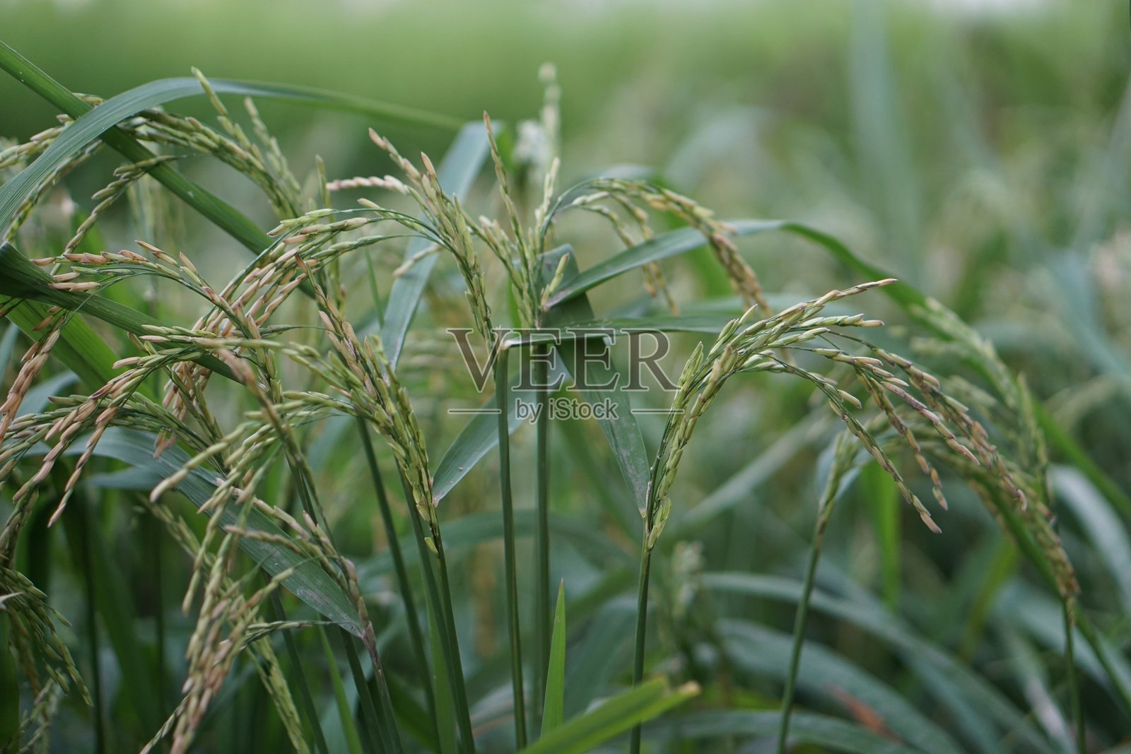 稻田的绿色照片摄影图片