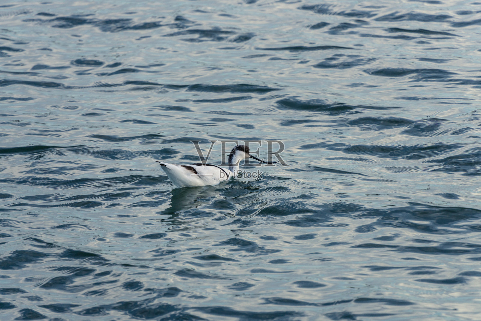 优雅地在平静水面上游泳的黑翅长脚鹬照片摄影图片