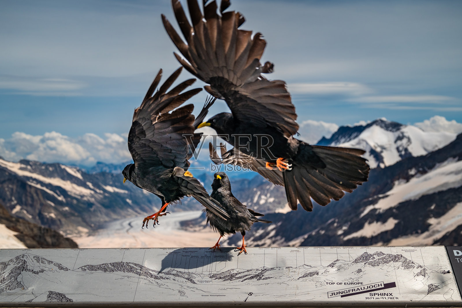 阿尔卑斯山的鸟类。照片摄影图片