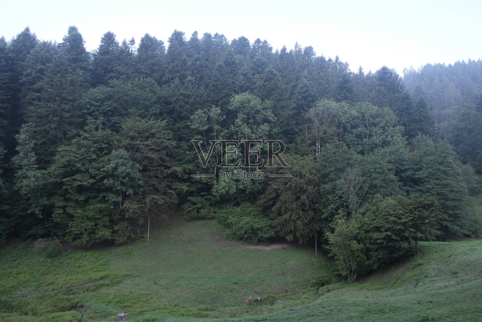 进入黑森林照片摄影图片