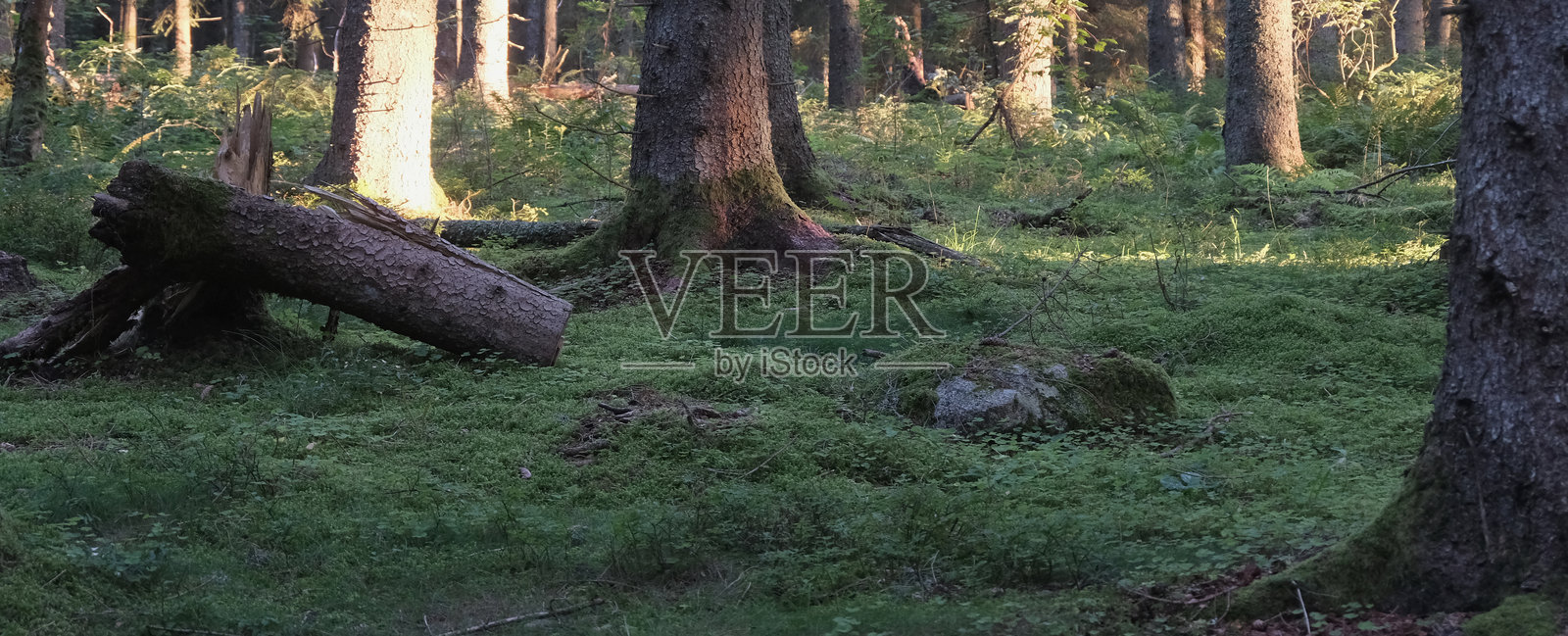 进入黑森林照片摄影图片