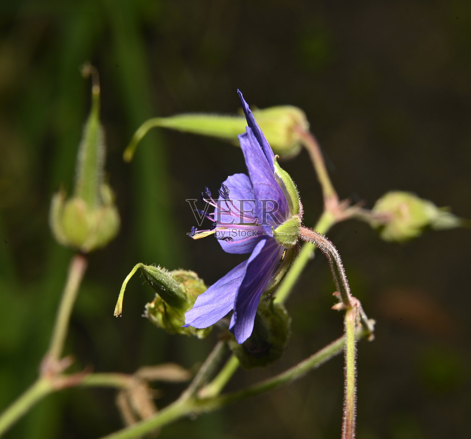 草地天竺葵，天竺葵属。照片摄影图片