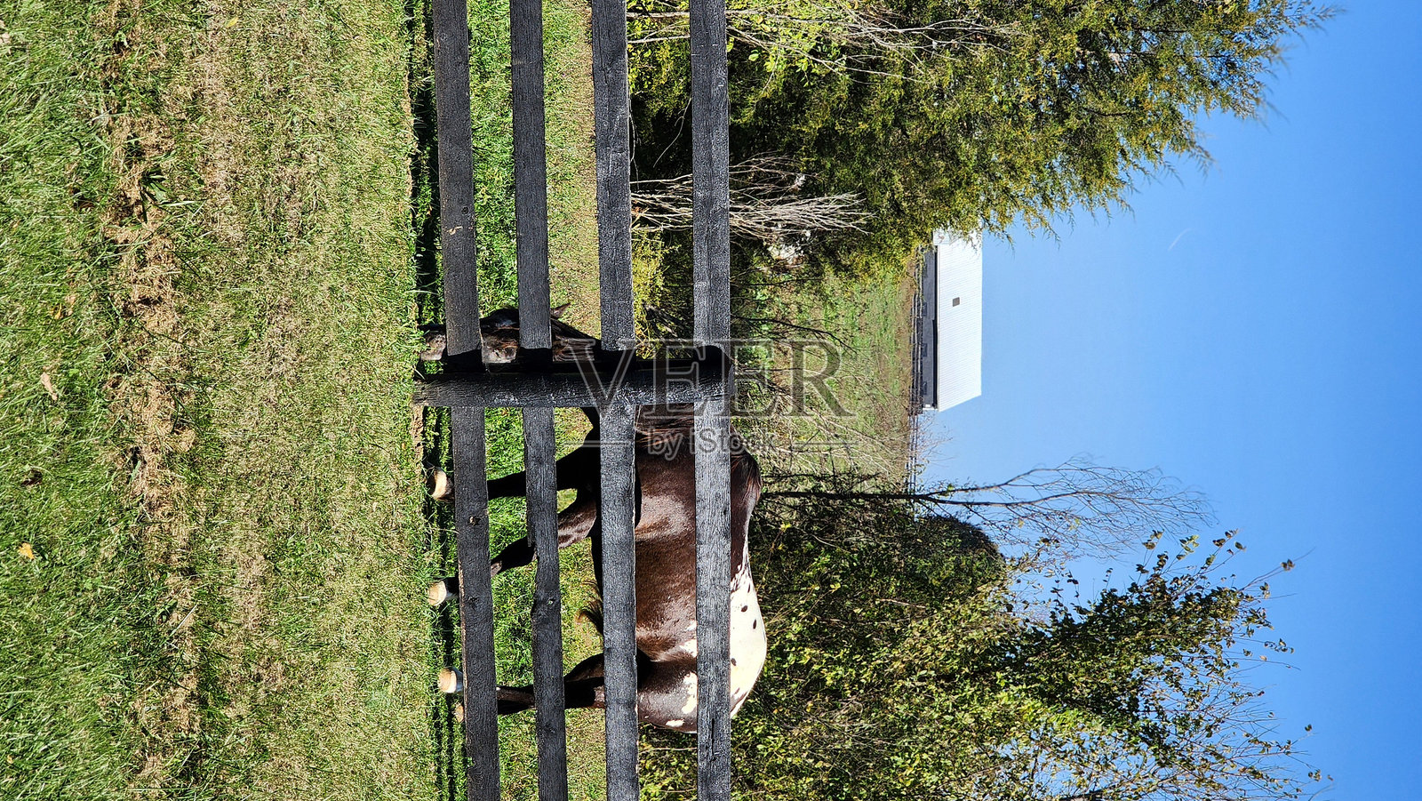 牧场上的马照片摄影图片