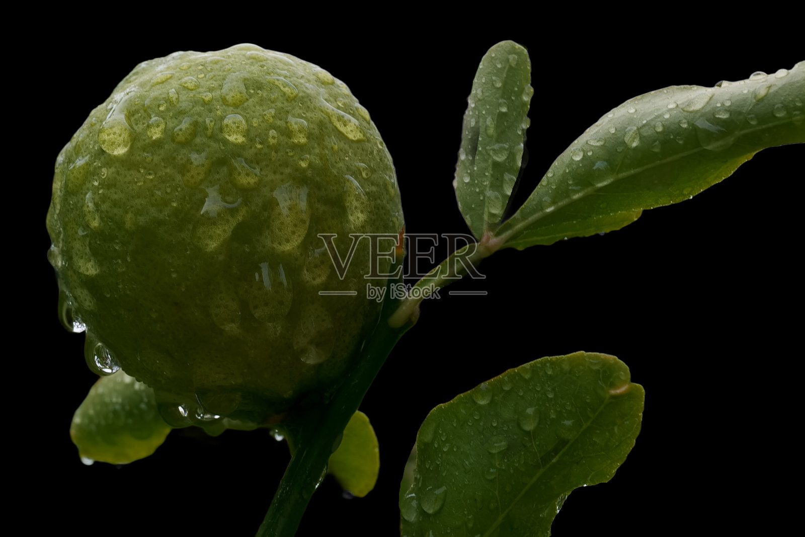 菊花，花卉，植物，秋天，自然，自然界，色彩，植物学，花瓣，图案，照片摄影图片