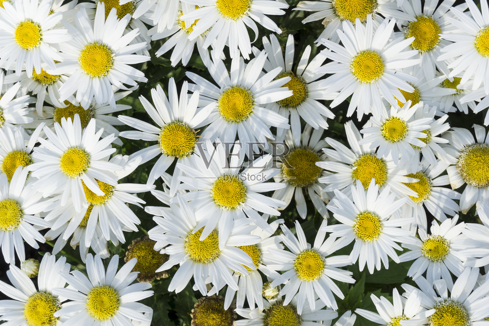 户外盛开的白色花朵特写照片摄影图片