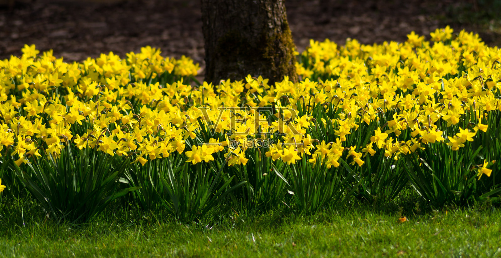 田野中盛开的黄色花朵特写照片摄影图片