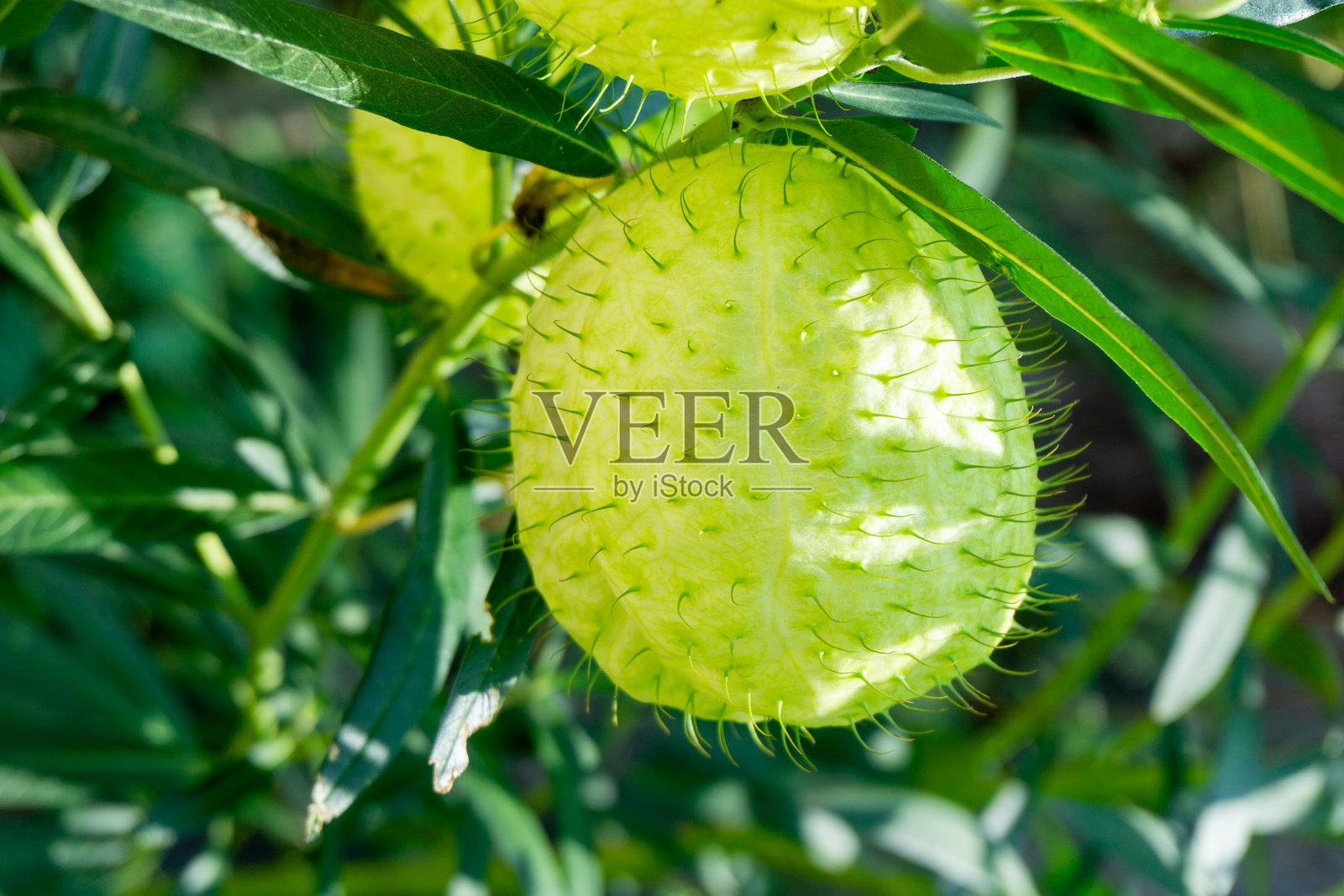 毛球植物（Gomphocarpus physocarpus）与自然背景照片摄影图片