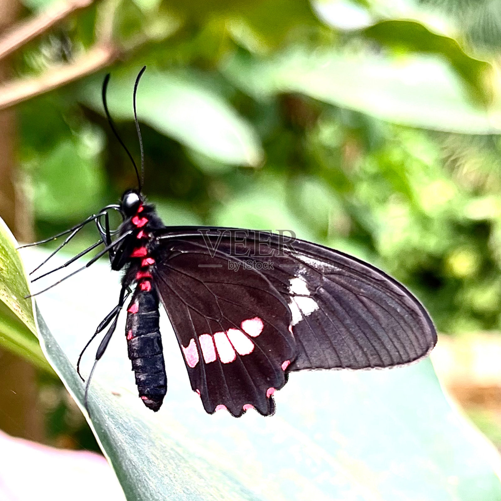 蝴蝶照片摄影图片