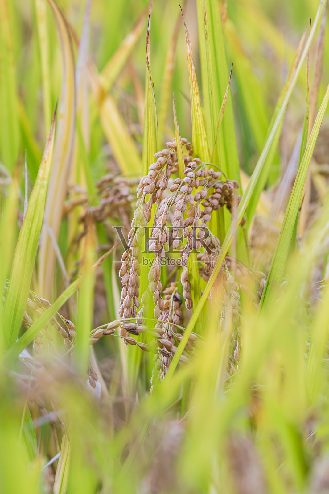 秋天的谷物 - 低头的稻穗。照片摄影图片
