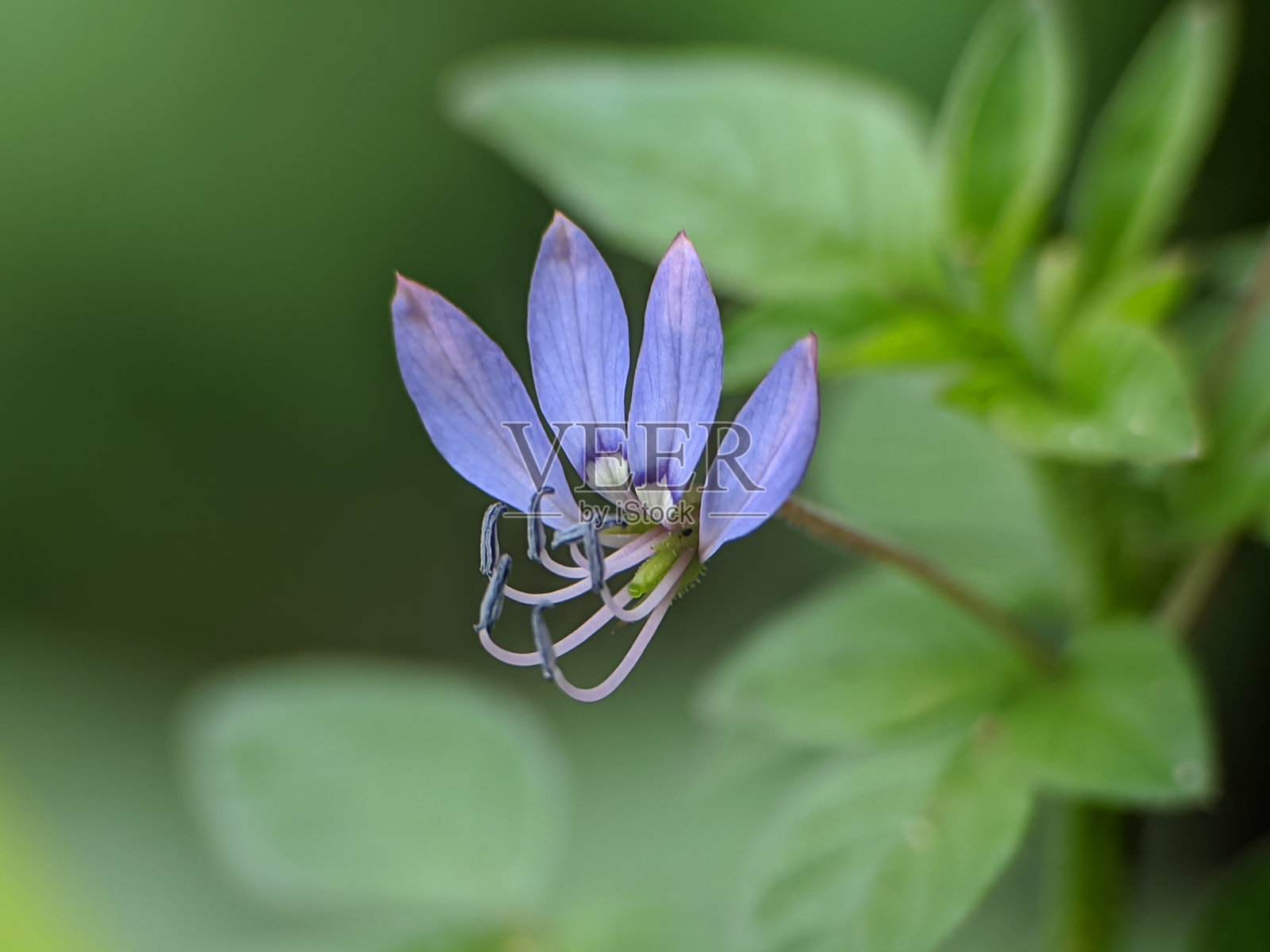 克雷奥梅（Cleome rutidosperma）植物在院子里野生生长。照片摄影图片