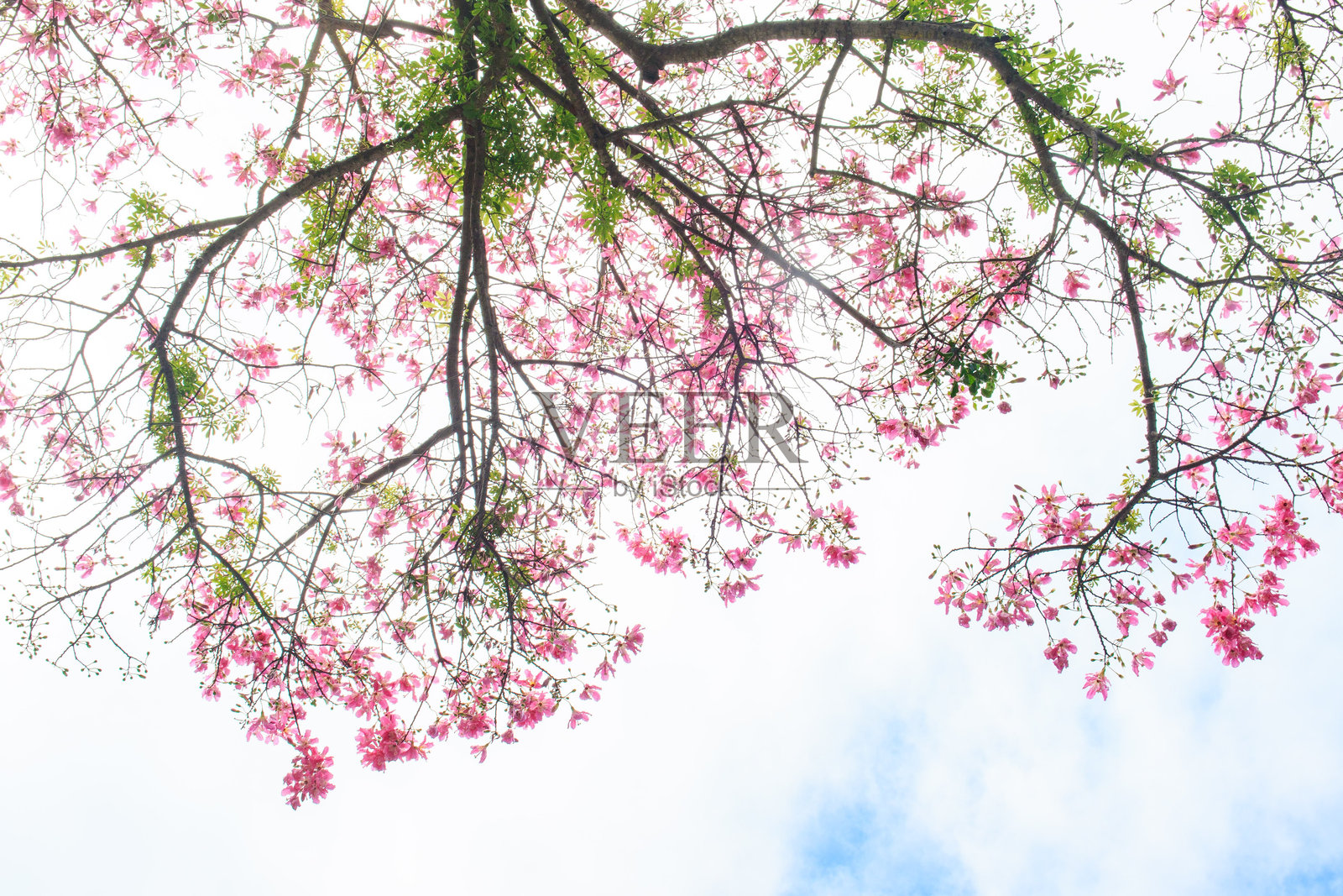美丽的粉色花朵映衬在晴朗的蓝天上照片摄影图片