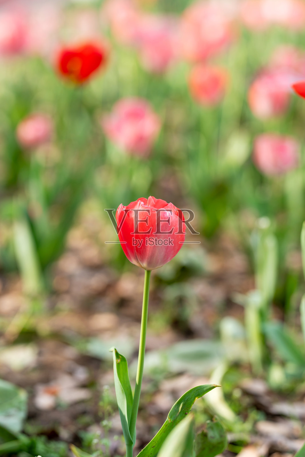 达尔文杂交郁金香（Tulipa）在四月的花园中绽放，轻盈而梦幻。照片摄影图片