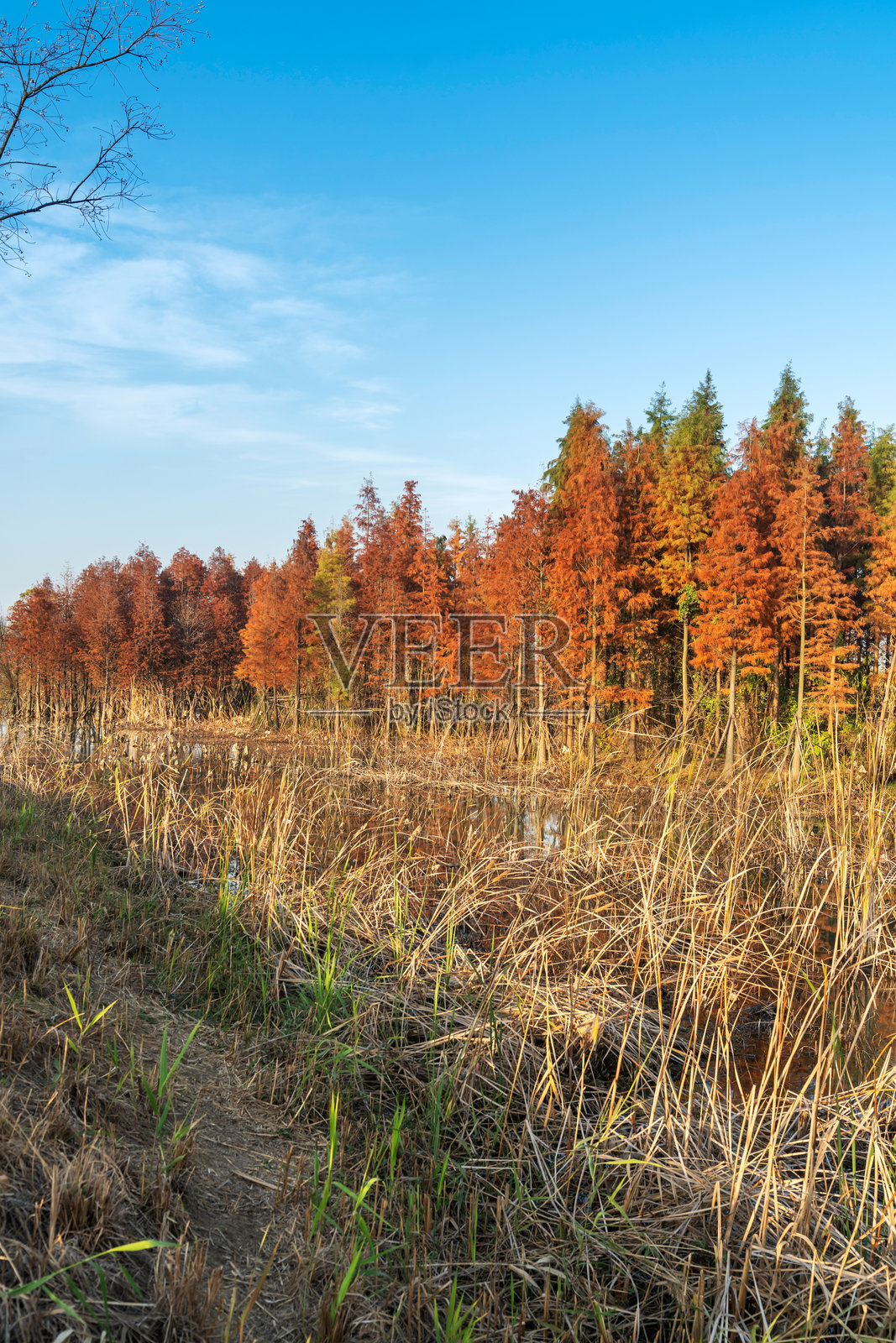 美丽多彩的秋季森林风景照片摄影图片