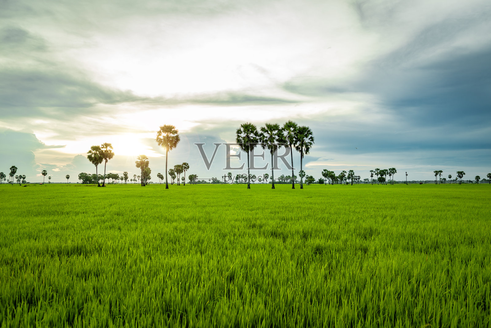 美丽的绿色稻田，夕阳下的棕榈树照片摄影图片