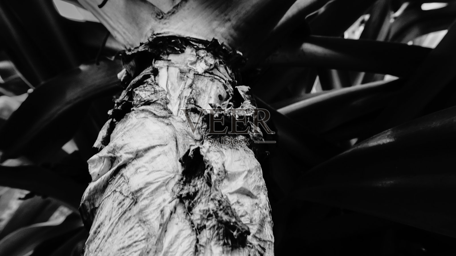 黑白图像展示了百合花植物的茎。茎是维管植物的两个主要结构轴之一，另一个是根。它支撑着叶子、花和果实，并运输水分。照片摄影图片