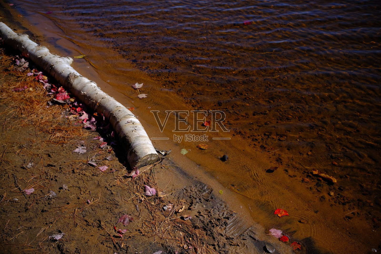 在加拿大安大略省阿尔冈昆省立公园冲上岸的木头照片摄影图片