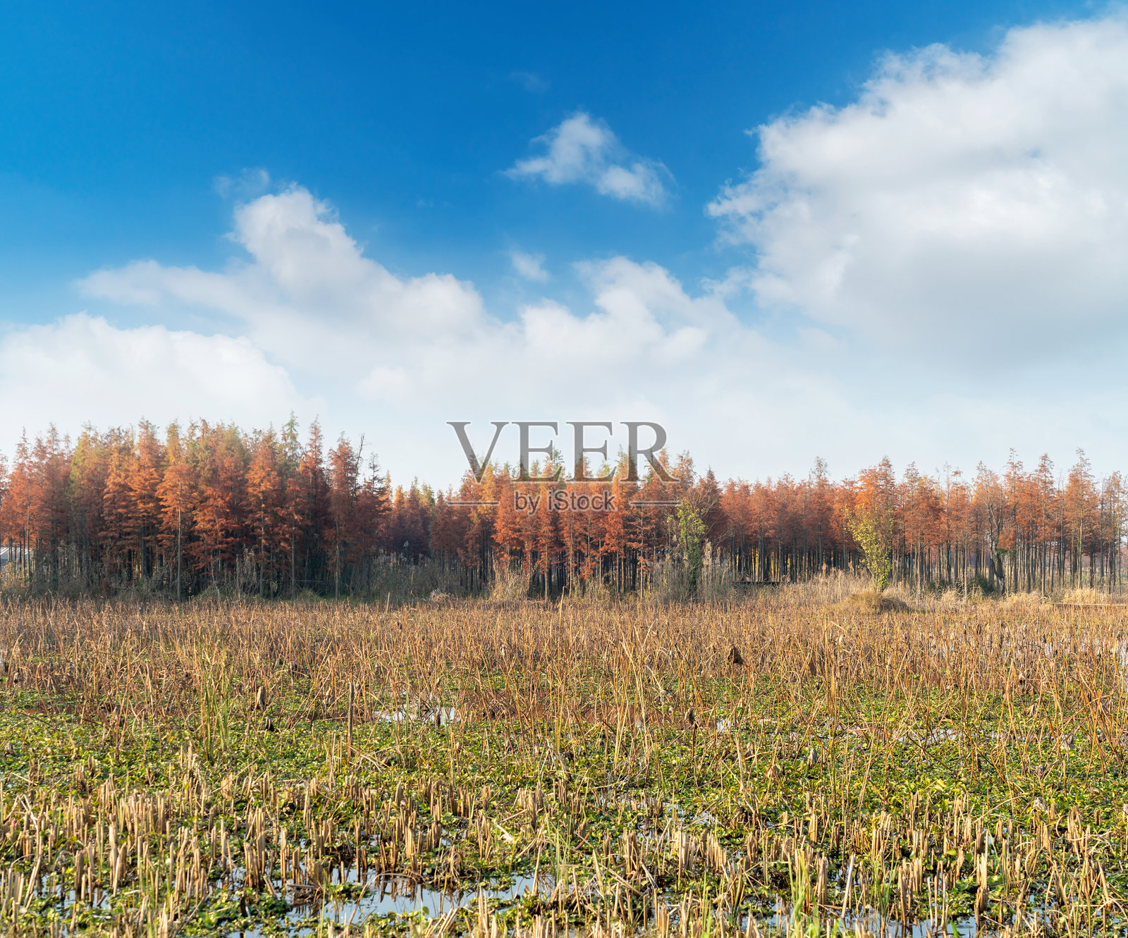 美丽多彩的秋季森林风景照片摄影图片