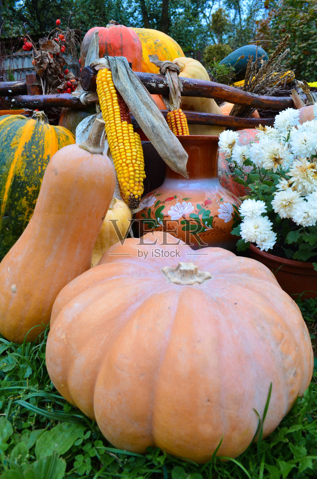 秋季花园中的秋季蔬菜组合和菊花花束，前景是一只大南瓜照片摄影图片