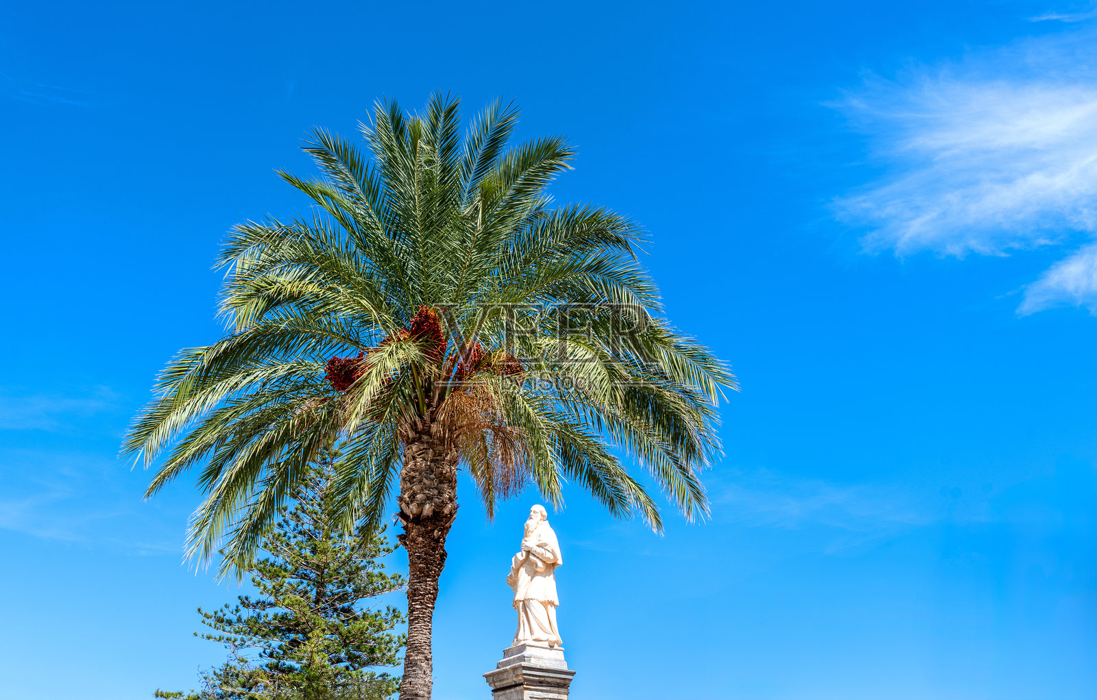 棕榈树的叶子照片摄影图片