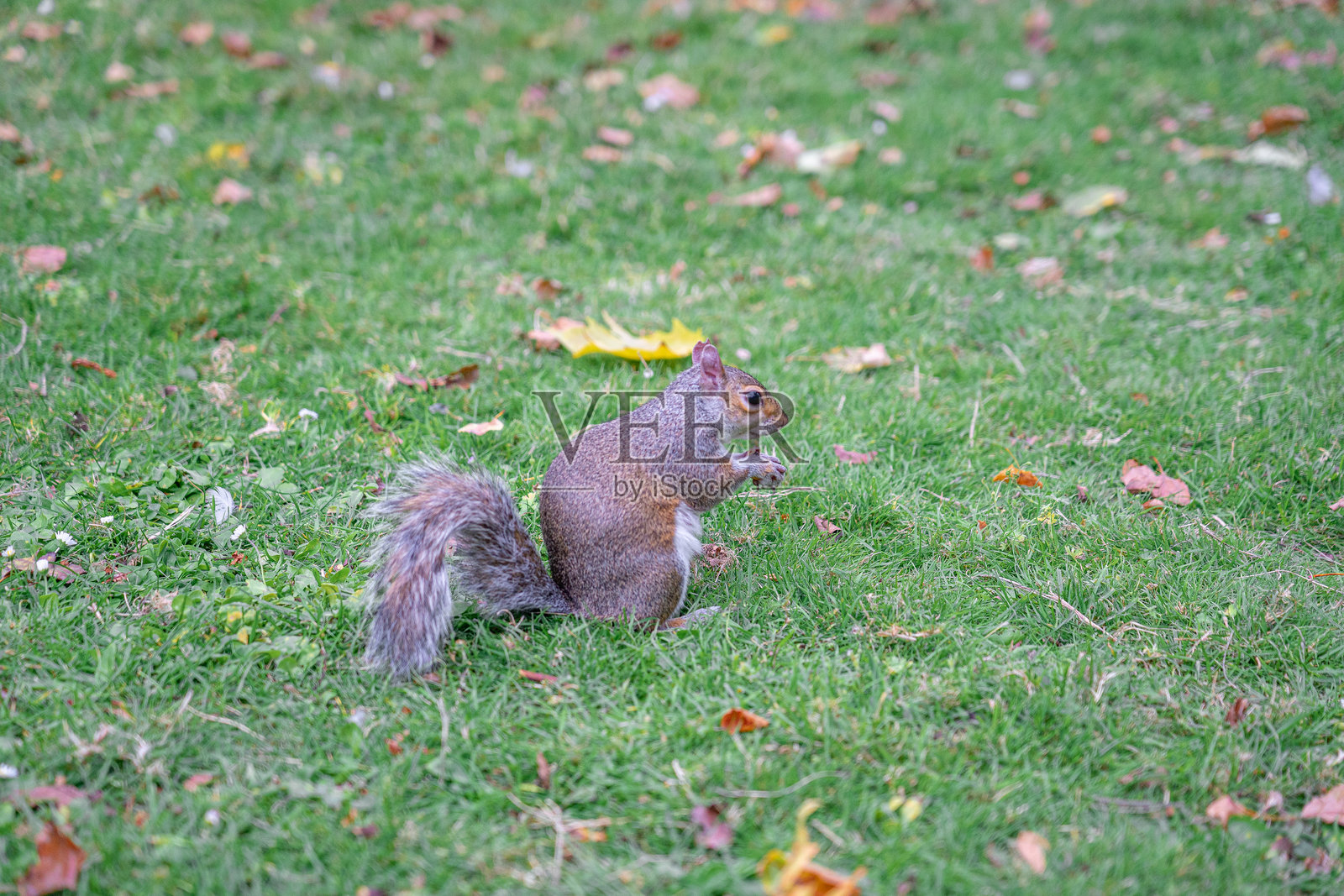 伦敦海登公园内，树上的松鼠与旁边的人类。照片摄影图片