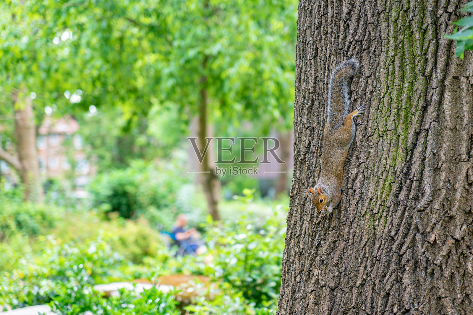 伦敦海登公园内，树上的松鼠与旁边的人类。照片摄影图片
