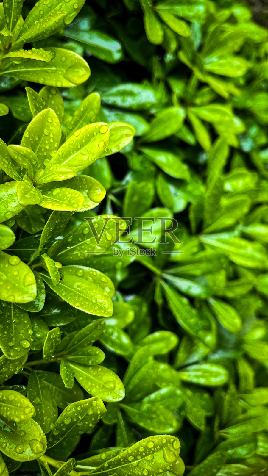 绿色植物的壁纸照片摄影图片