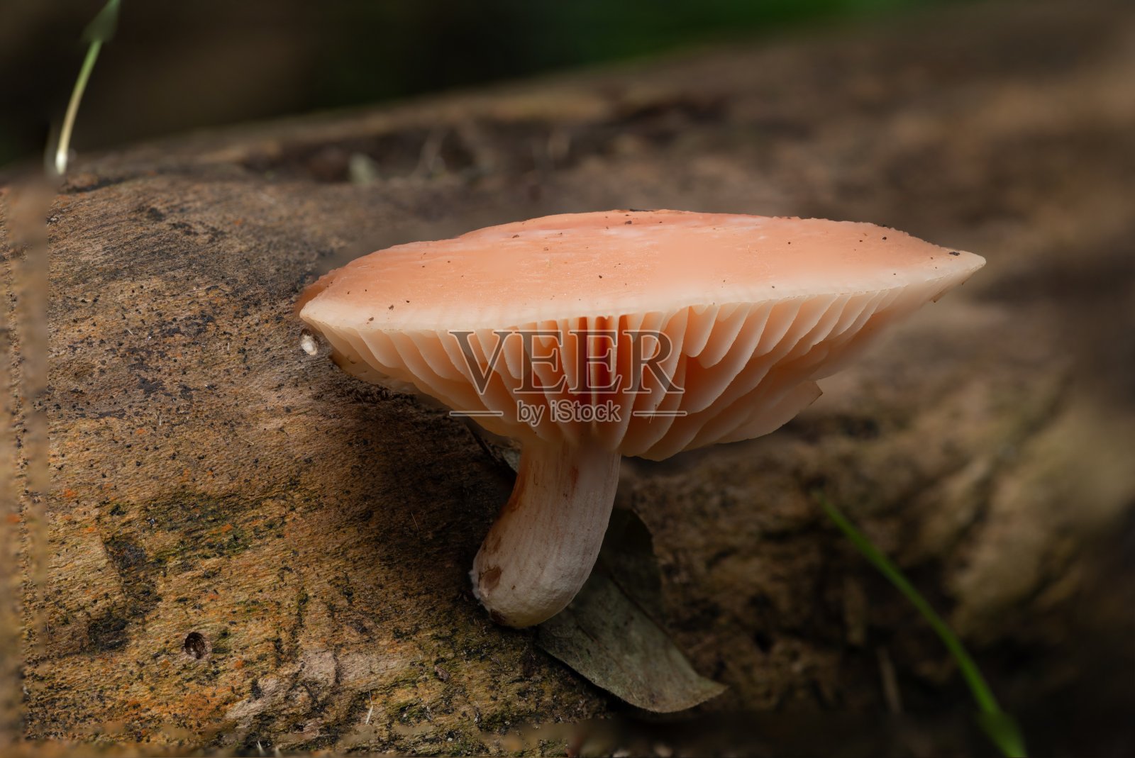 网状红菇在树干上照片摄影图片