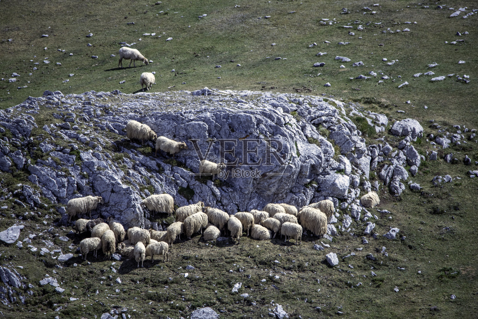 羊群在绿色草地上安静地吃草照片摄影图片