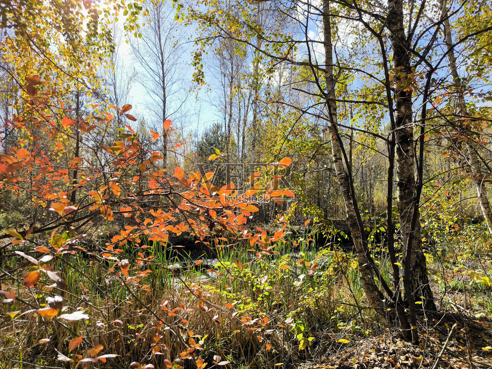 秋季森林中的明亮风景照片摄影图片