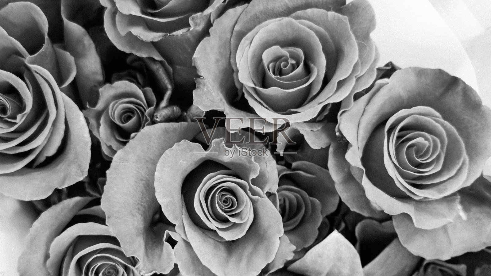 情人节盛开的单色玫瑰花束特写镜头照片摄影图片