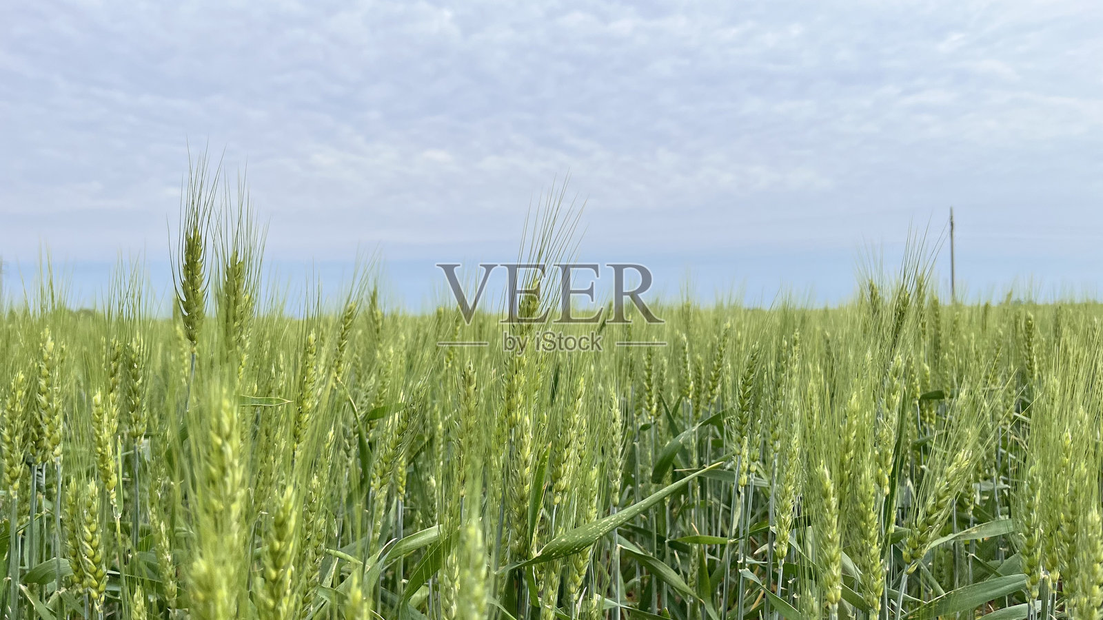 麦田照片摄影图片