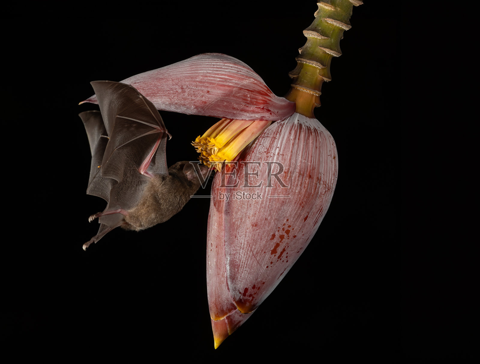 哥斯达黎加的一只蝙蝠照片摄影图片