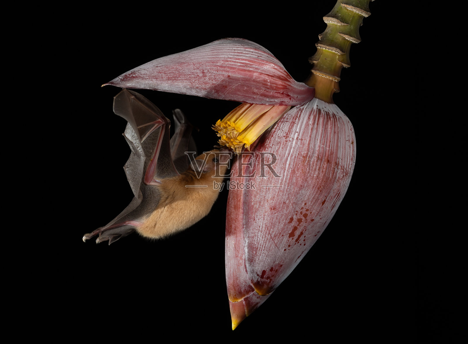 哥斯达黎加的一只蝙蝠照片摄影图片