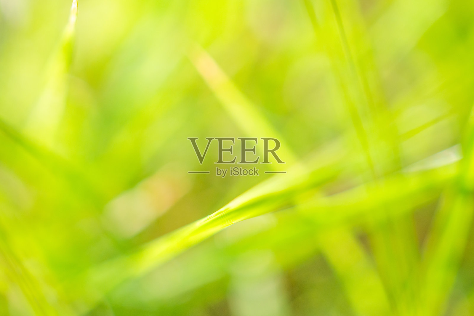 花园中绿色草叶与模糊背景照片摄影图片