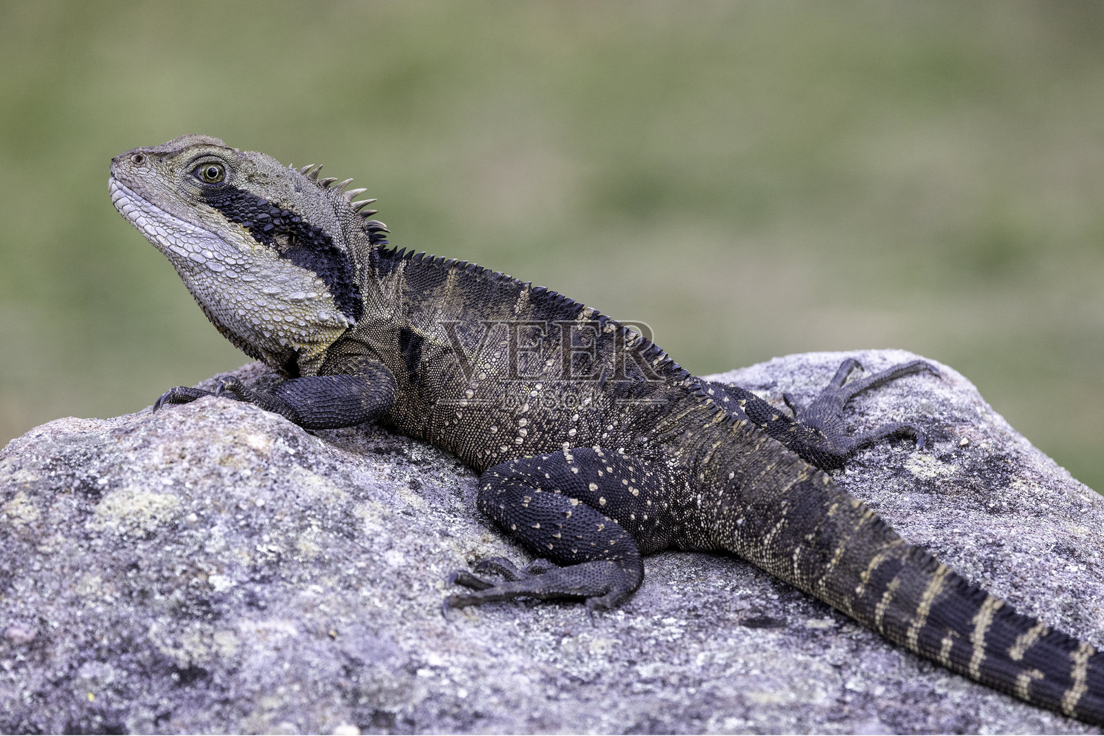 东方水龙照片摄影图片