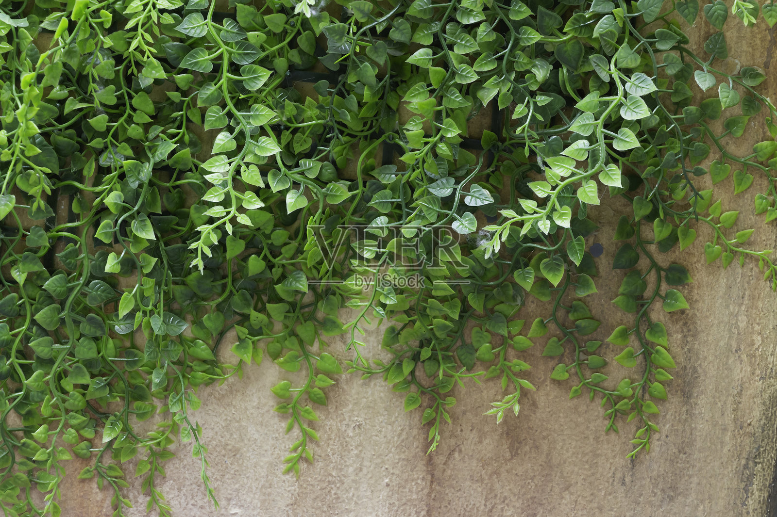 绿色常春藤叶子在粗糙的水泥墙上，背景留有空白空间。照片摄影图片