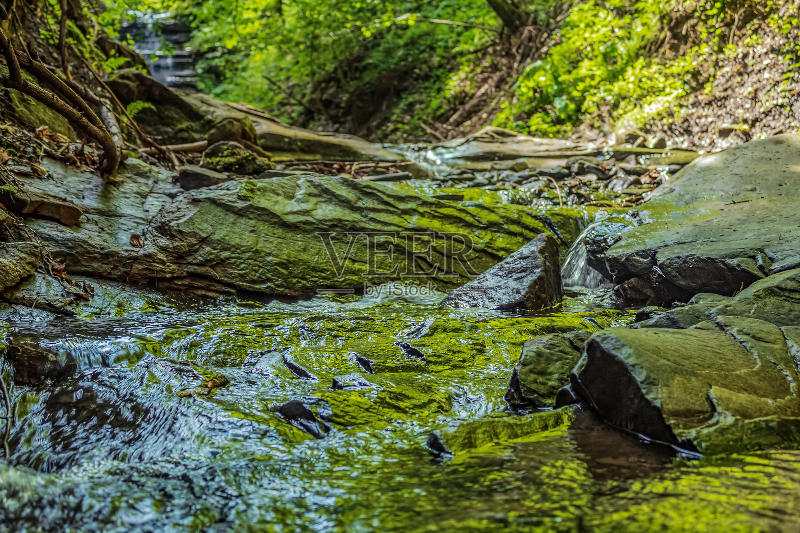 风景 - 森林 - 欧洲，罗马尼亚，苏恰瓦地区照片摄影图片