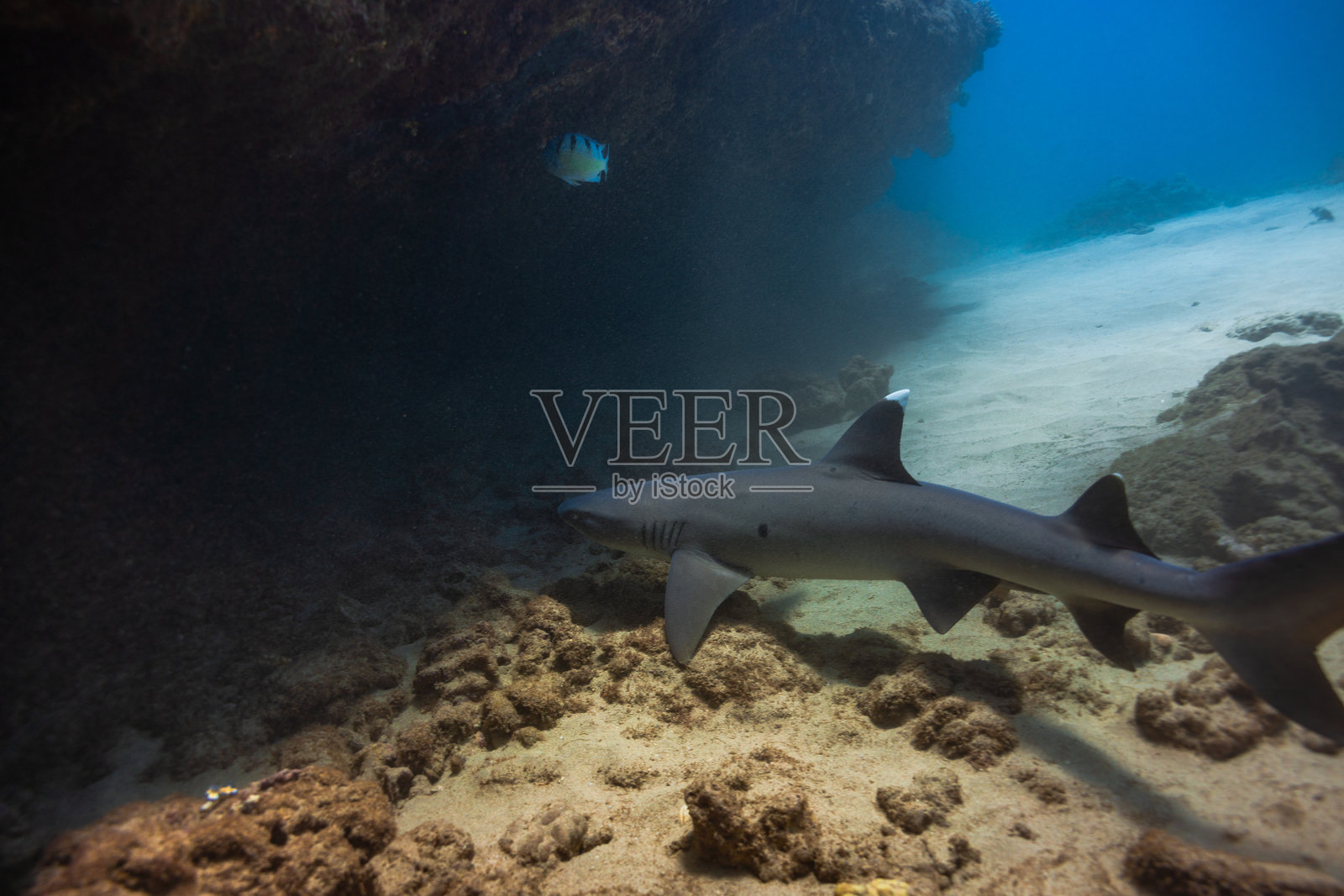 白尖礁鲨照片摄影图片
