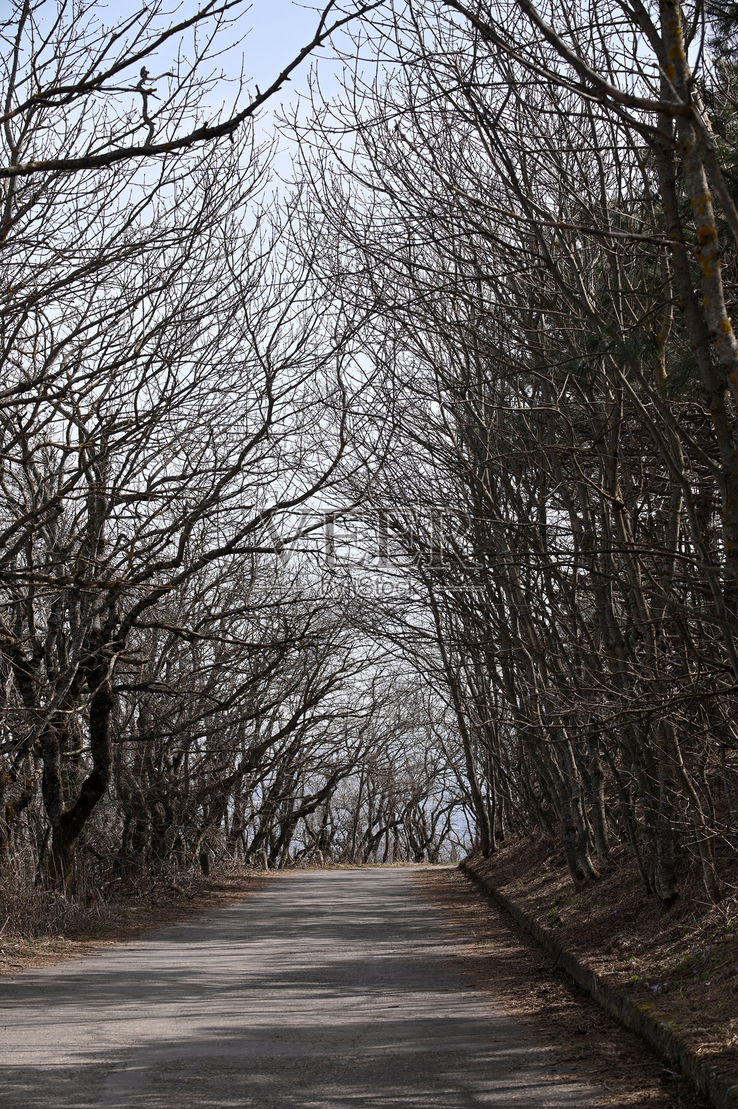 春季公园中空旷道路的风景照片摄影图片