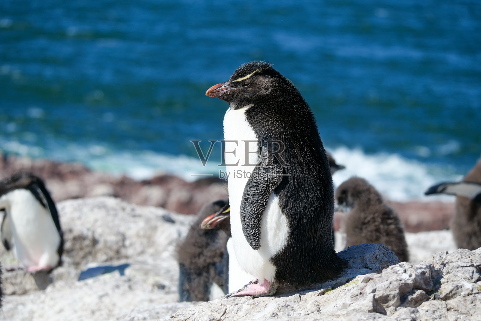 一只岩跳企鹅（Eudyptes chrysocome）在阿根廷的企鹅岛上站立并在岩石上晒太阳。照片摄影图片