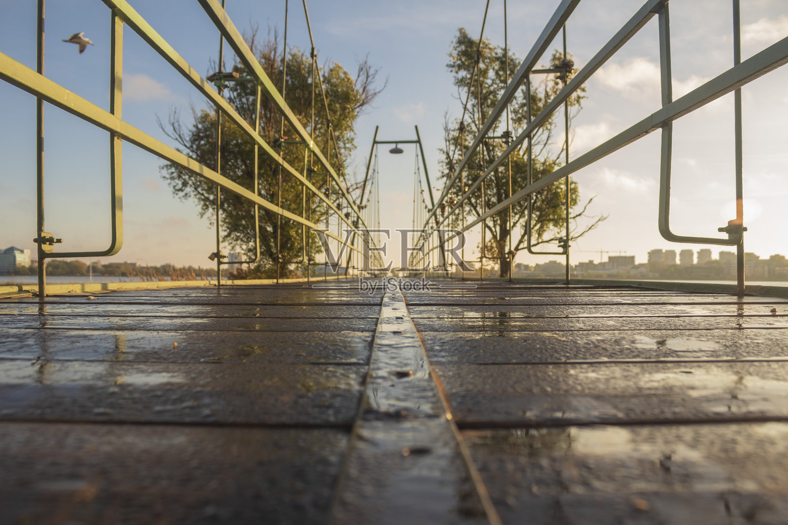 风景 - 森林 - 欧洲，罗马尼亚，苏恰瓦地区照片摄影图片