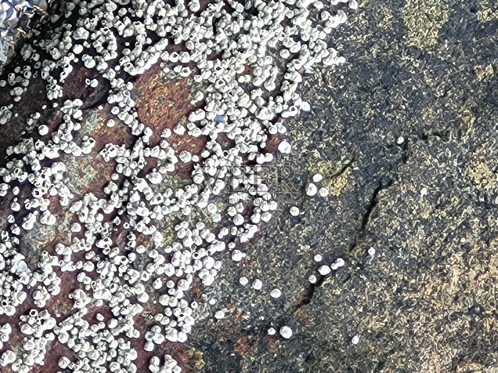 从斯坦利公园步行道看到的有纹理的岩石面。照片摄影图片