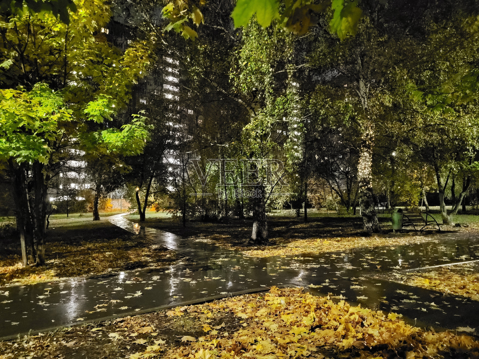 城市公园秋季雨后黄昏的自然景观，植物倒影与光照照片摄影图片