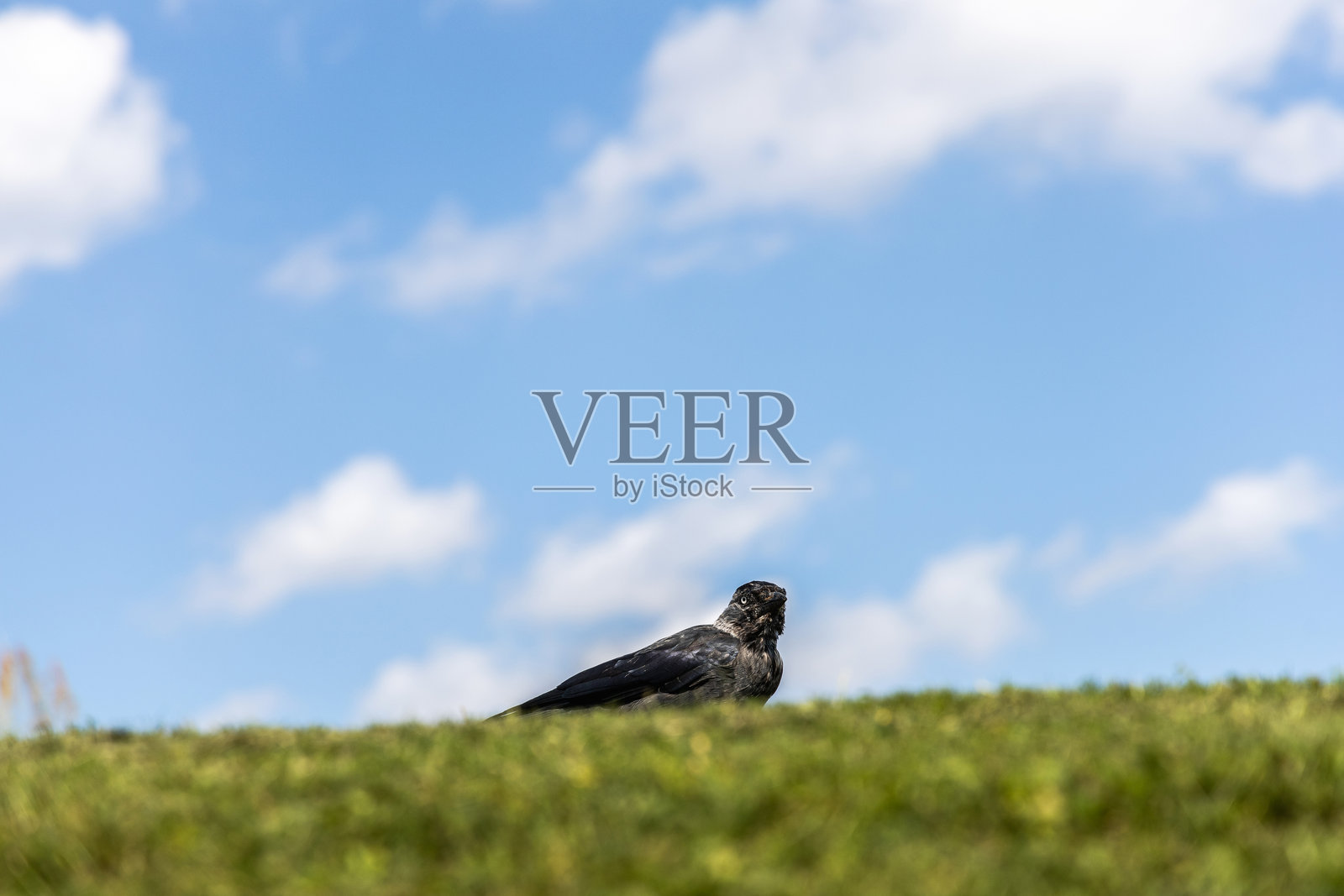 西方寒鸦在蓝天映衬下的绿草上。照片摄影图片