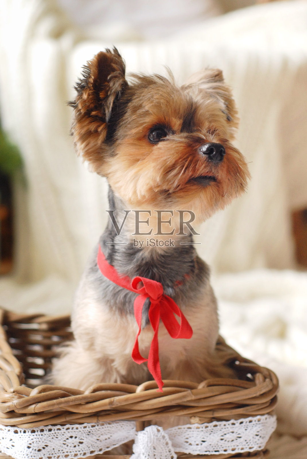 红色蝴蝶结装饰的约克夏犬在篮子里照片摄影图片