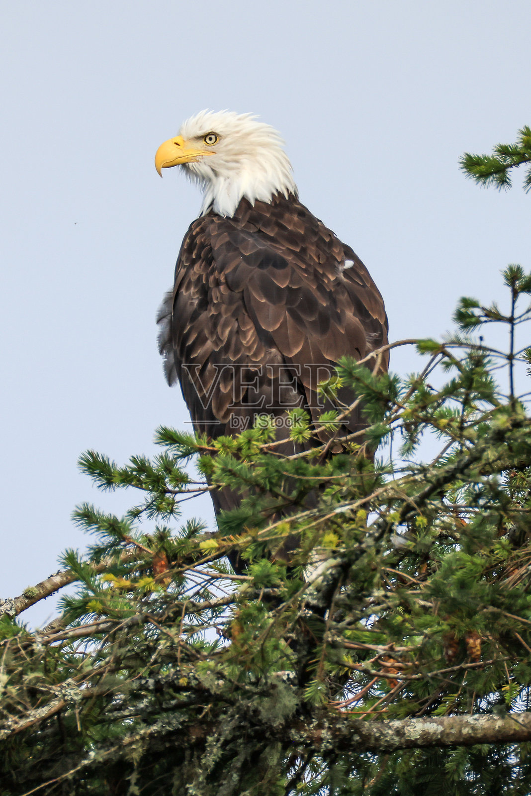 雄伟的白头鹰栖息在松树上照片摄影图片