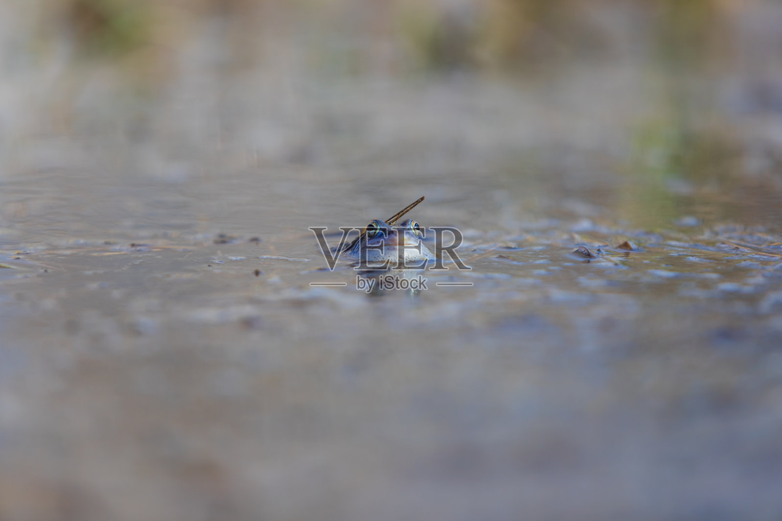 沼泽表面上的蓝色青蛙。蓝尾蛙（rana arvalis）在交配时坐在池塘表面，水中倒映出它的身影。背景有美丽的散景效果。照片摄影图片