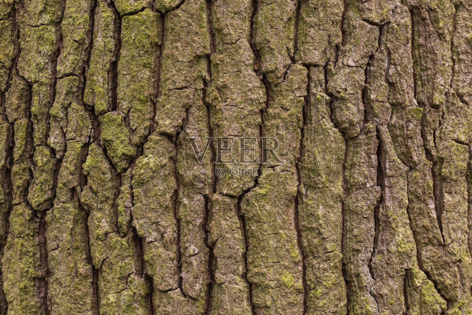 森林中树木皱纹状树皮的细节照片摄影图片
