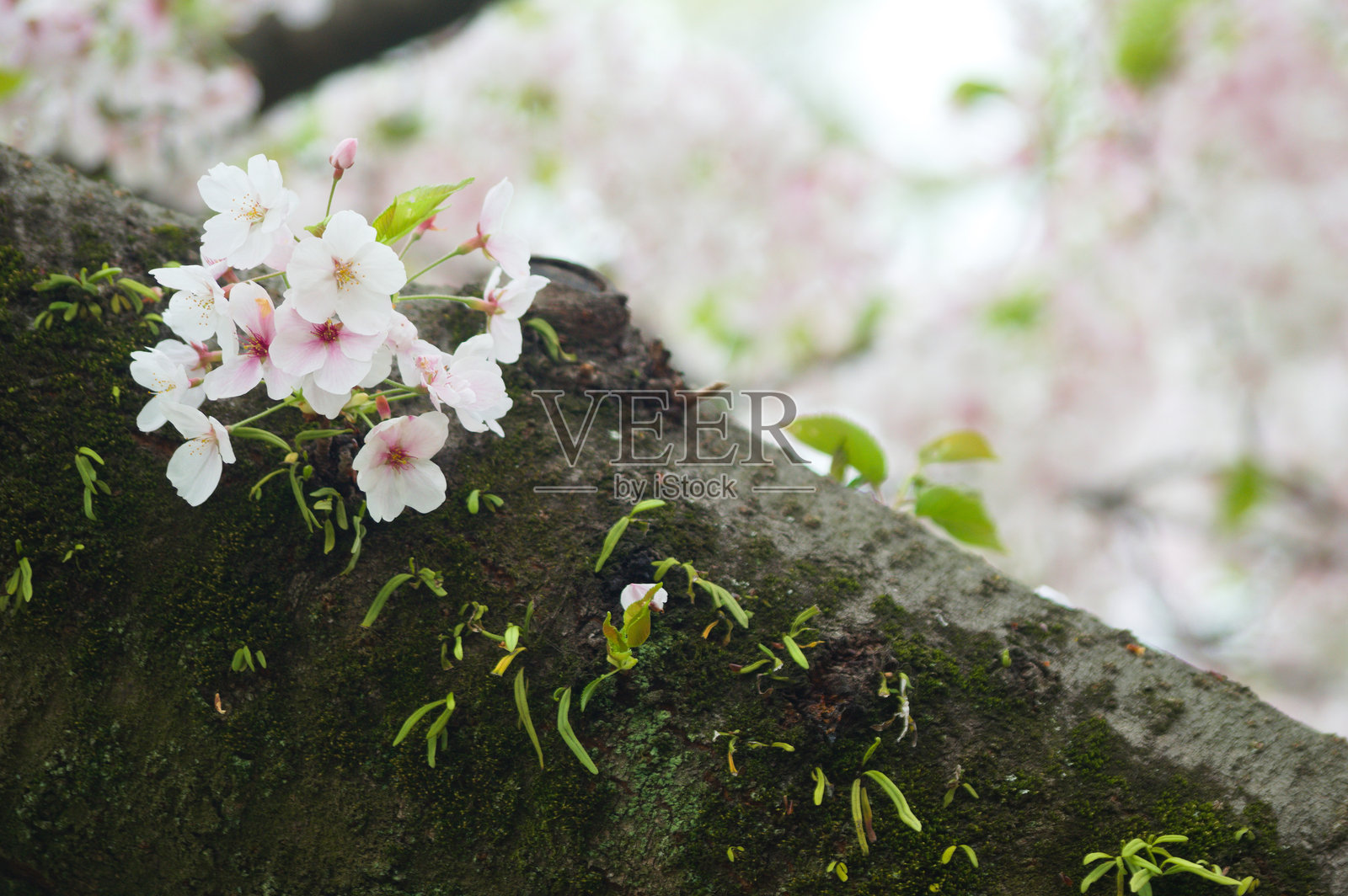 风中摇曳的樱花 (Cerasus)照片摄影图片